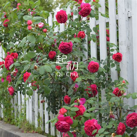 爬藤蔷薇|藤本植物